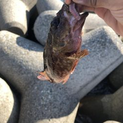 エギングと穴釣り