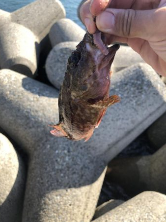 エギングと穴釣り