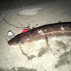 サゴシもアナゴも一回り成長！