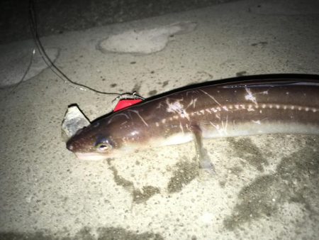 サゴシもアナゴも一回り成長！