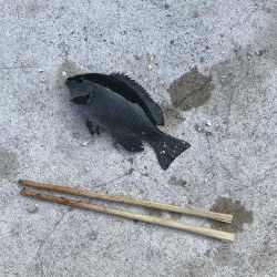 サビキも厳しくなってきました