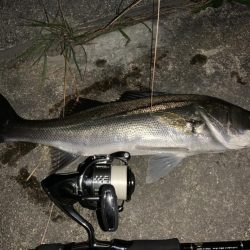 秋の夜長に河鱸