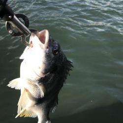 雨後の濁りに期待