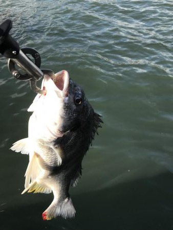 雨後の濁りに期待