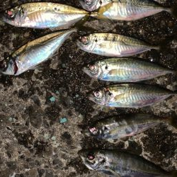 風が吹く中でのアジング