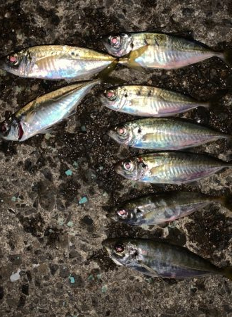 風が吹く中でのアジング