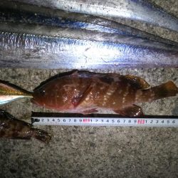 ドラゴンゲット