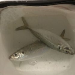 中アジを求めて