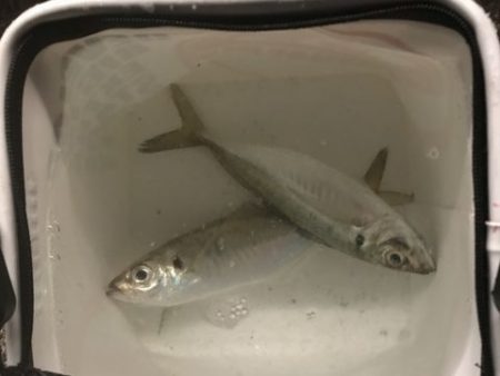 中アジを求めて