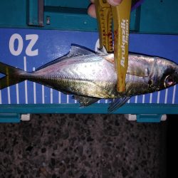 アジング自己最多!