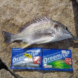 フラットフィッシュゲーム