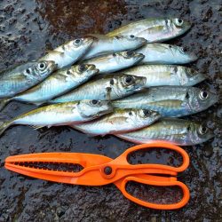 久しぶりのサビキ釣り