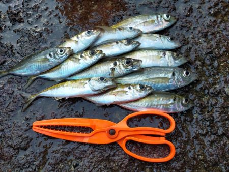 久しぶりのサビキ釣り