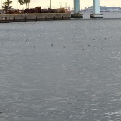 サバ狙いだからいいんだけど・・・