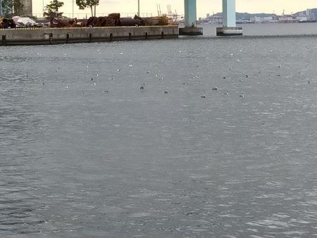 サバ狙いだからいいんだけど・・・