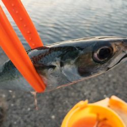 アジレンジャー