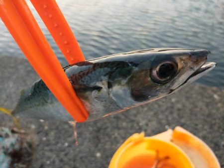 アジレンジャー