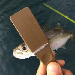 タチはまだまだ