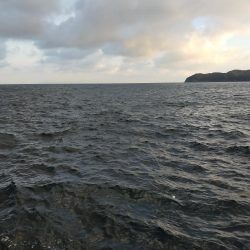 泳がせでゲット