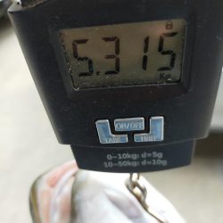 ブリと言っていいかな?