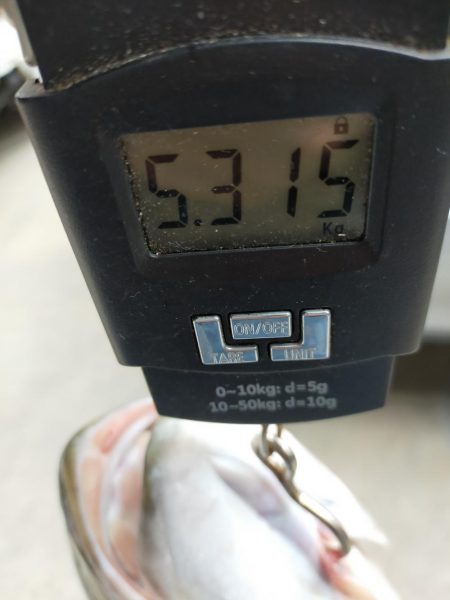 ブリと言っていいかな?