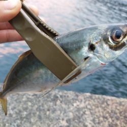 鱒レンジャーでアジング8