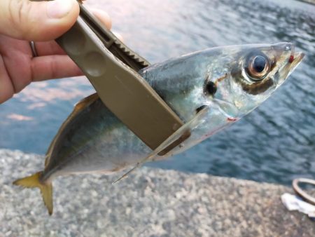 鱒レンジャーでアジング8