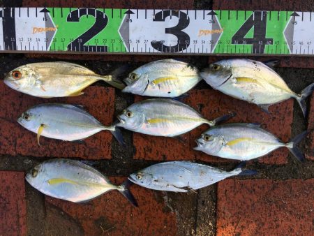 アイゴ、メッキ、コバンアジ、シマイサキ