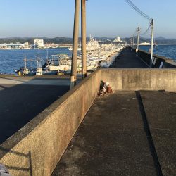 シマアジ、アイゴ