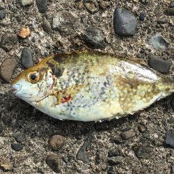 シマアジ2匹ほか