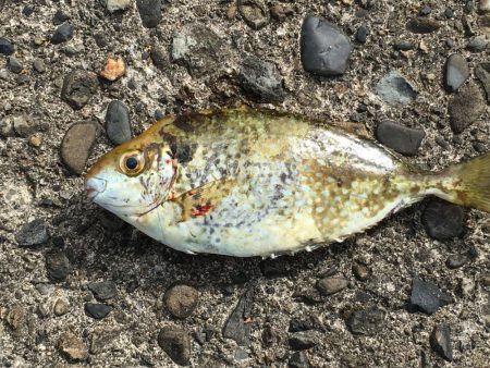 シマアジ2匹ほか