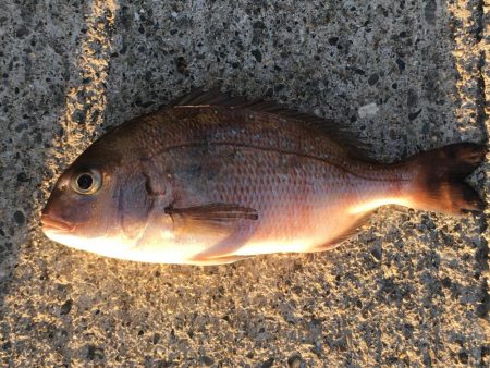 イサキ、タイ、アイゴ