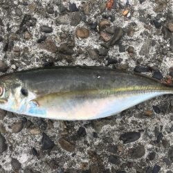 磯間の灯台釣り