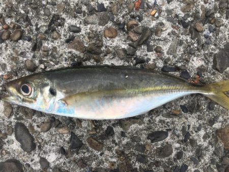 磯間の灯台釣り