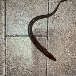 ブリ86㎝　他7目