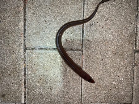 ブリ86㎝　他7目