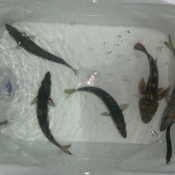 メジロに、デカアジ。そしてタチウオは、、、