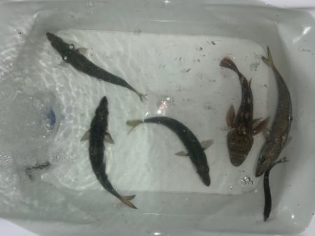 メジロに、デカアジ。そしてタチウオは、、、