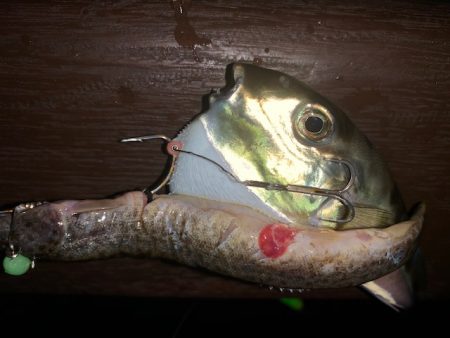 128㎝　正真正銘ドラゴン