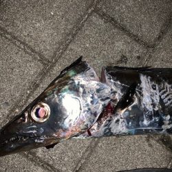 メーター超え太刀魚とメジロ