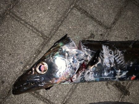 メーター超え太刀魚とメジロ