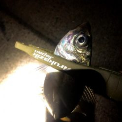 早朝アジングin大阪南港(20201116)