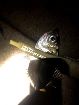 早朝アジングin大阪南港(20201116)