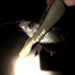 早朝アジングを捨ててみた