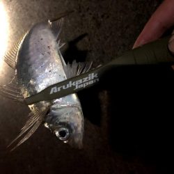 大阪湾奥で風裏アジング