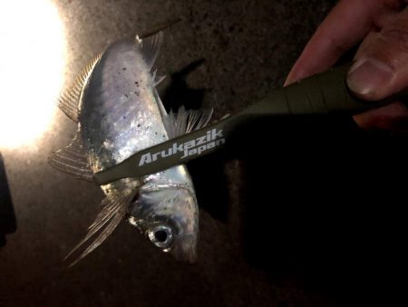 大阪湾奥で風裏アジング