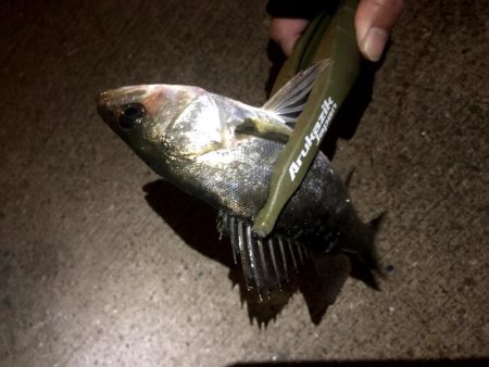 仕事終わり四目ライトゲーム