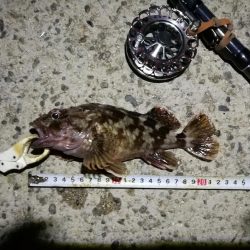 (2020/10/31 南港ヘチ釣り 真チヌ キビレチヌ ガシラ 釣果有り)