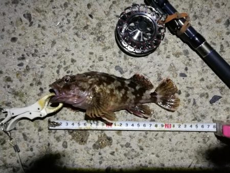 (2020/10/31 南港ヘチ釣り 真チヌ キビレチヌ ガシラ 釣果有り)