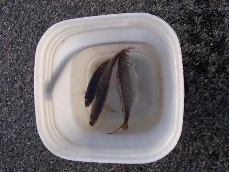 マイワシが釣れていた